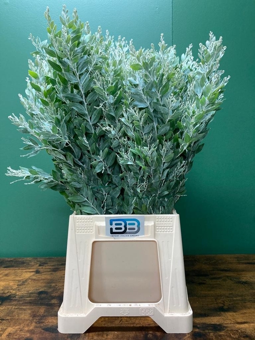 ACACIA MIMOSA LUNA d